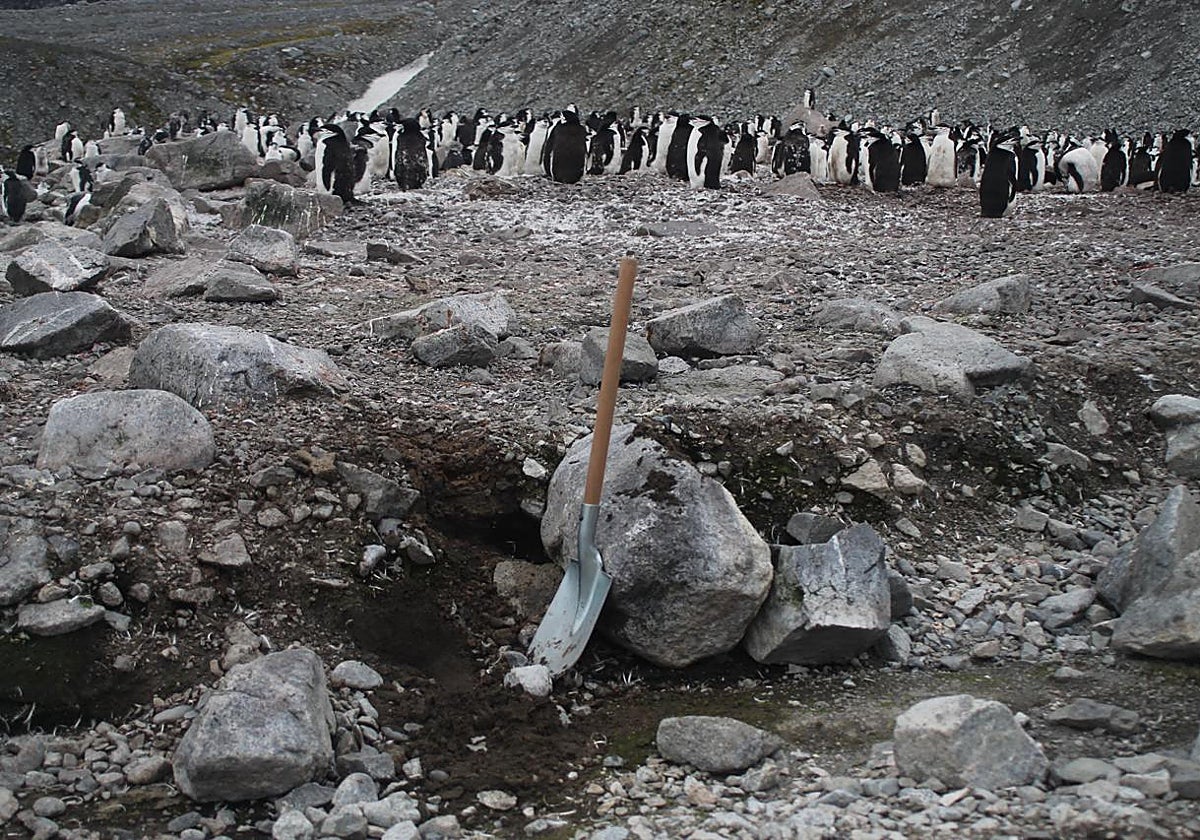 Pingüinera en la Antártida.