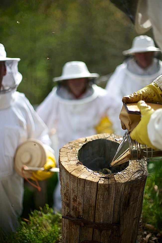 Varios participantes en una de las jornadas observan cómo Alberto Uría usa el ahumador para que las abejas salgan de una colmena instalada en un trobo, truébanu o caxellu (troncos vaciados que tradicionalmente se usaban para este fin.