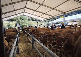 Parte del ganado a concurso en el recinto ferial lenense.