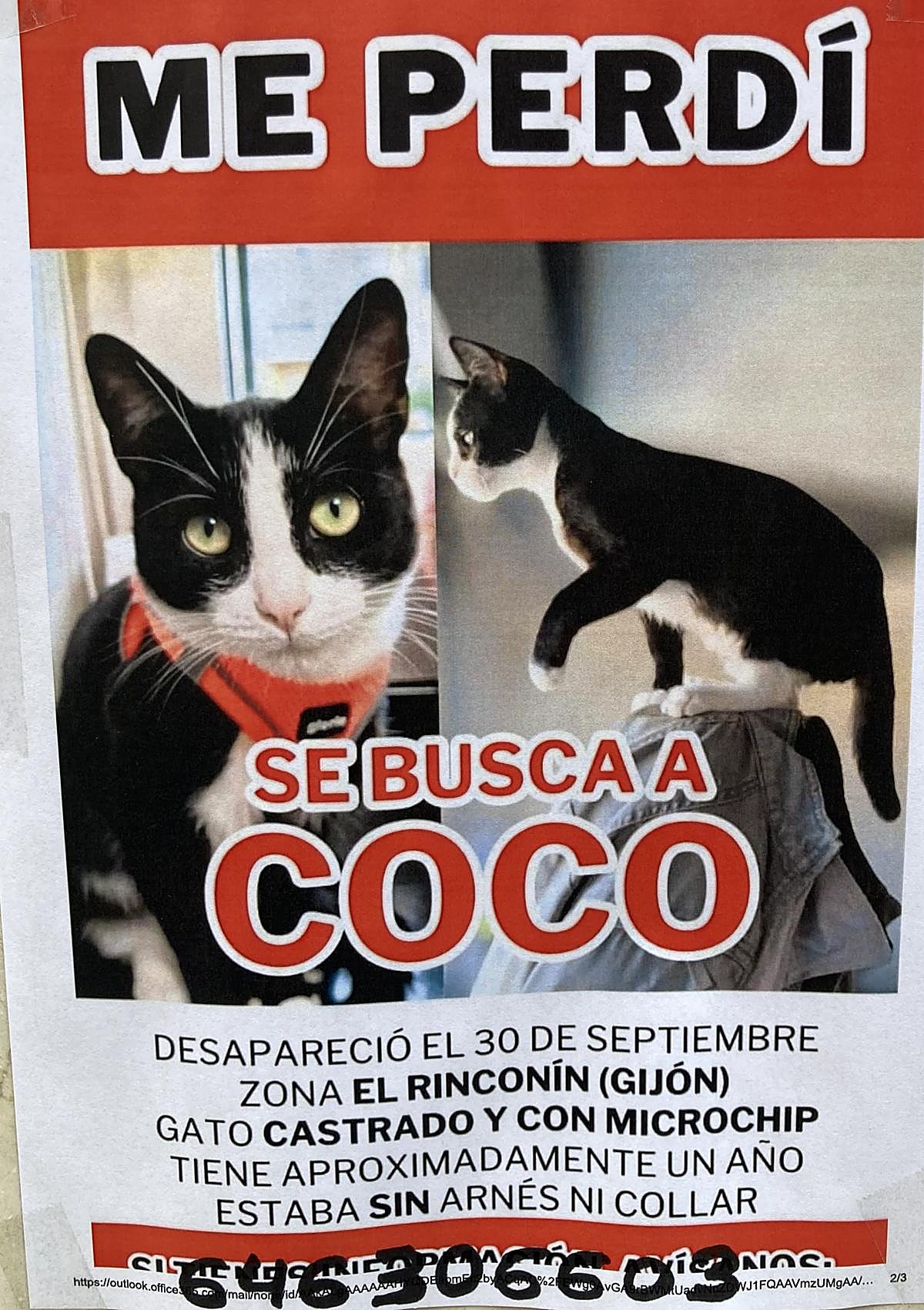 Encuentran en buen estado a 'Coco', el gato perdido en la zona de El Rinconín, en Gijón