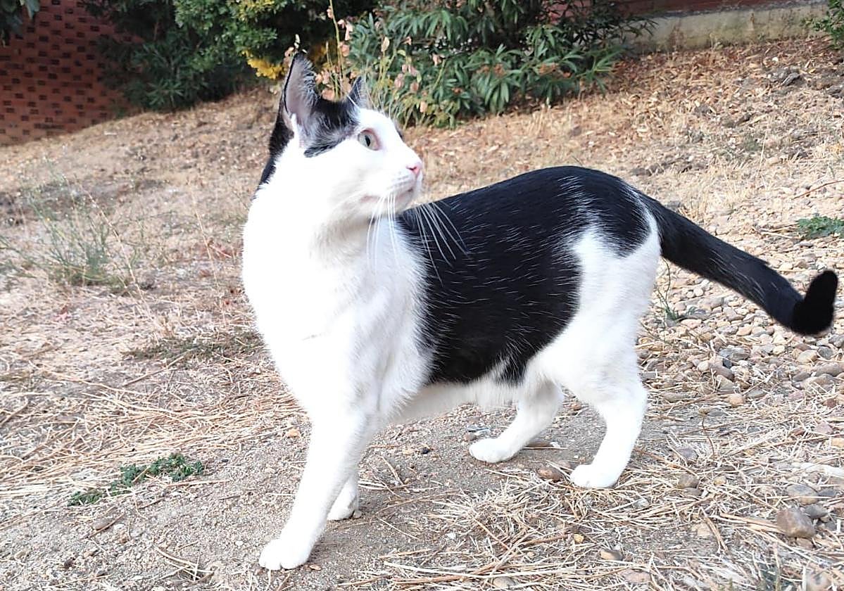 Bolsa primordial de gatos: qué es y por qué sale