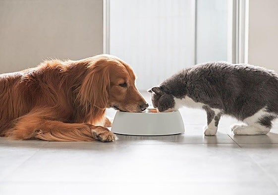 Arándanos, aceite de oliva y algarroba: los 'superalimentos' que ya son tendencia para cuidar la salud de tu mascota