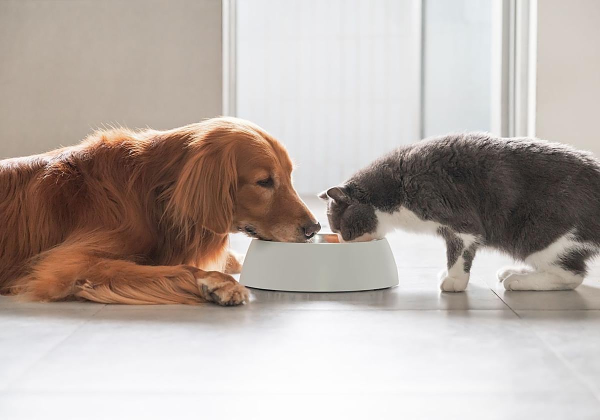 Arándanos, aceite de oliva y algarroba: los 'superalimentos' que ya son tendencia para cuidar la salud de tu mascota