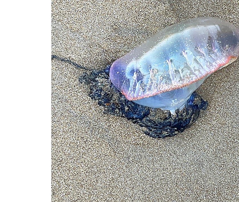 Imagen secundaria 2 - Carabelas portuguesas en el arenal de San Lorenzo.