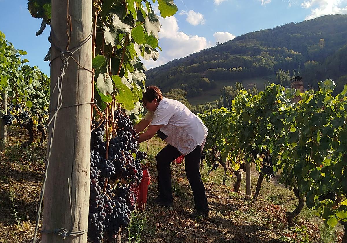 Vendimia de las variedades tintas amparadas por la DOP Vino de Cangas.