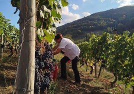 Vendimia de las variedades tintas amparadas por la DOP Vino de Cangas.