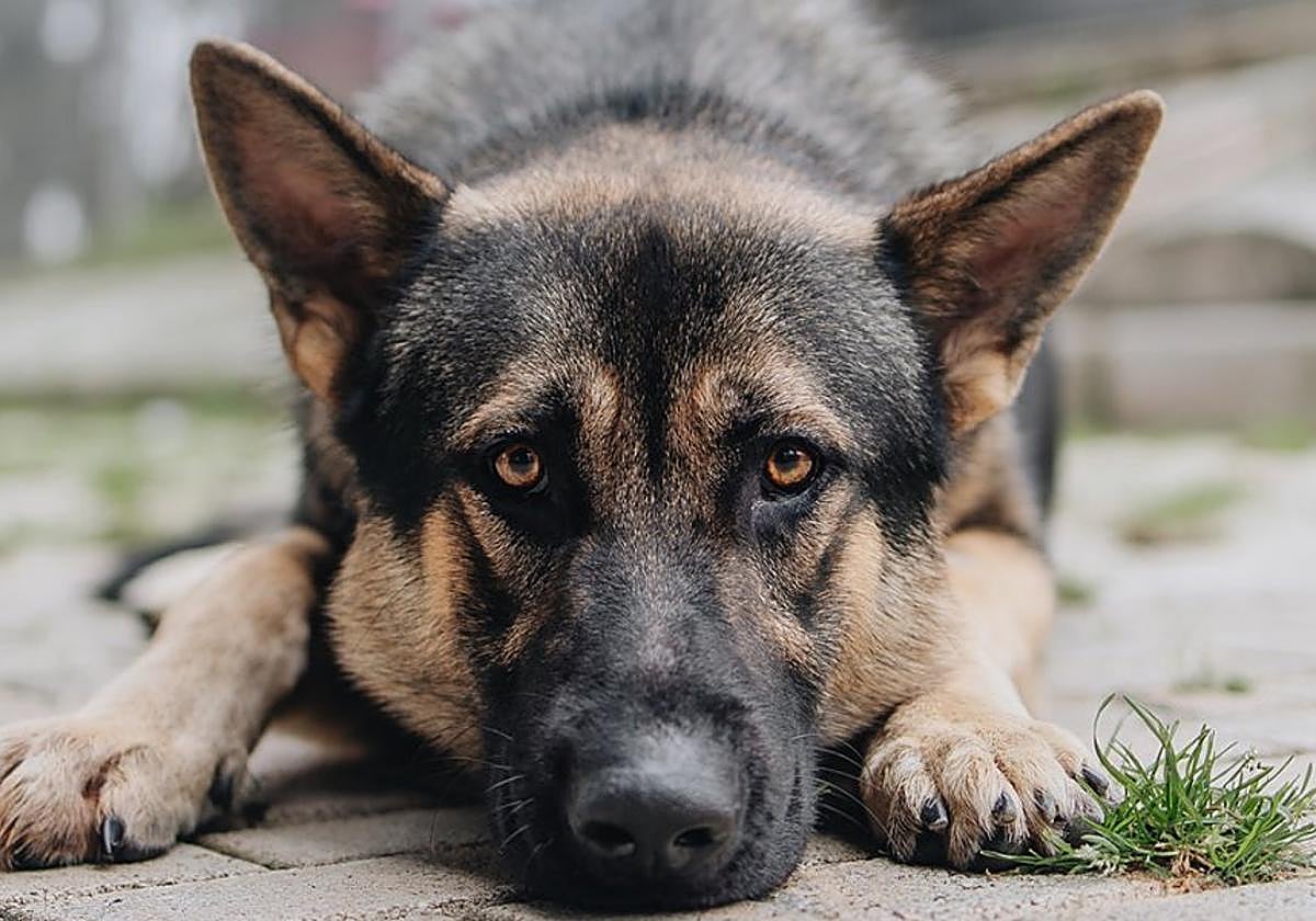 'Román'. Es un «perro excepcional», define Alejandra Mier. Tiene un año y medio.