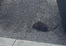 Una rata, entre dos contenedores de la calle Dindurra de Gijón.
