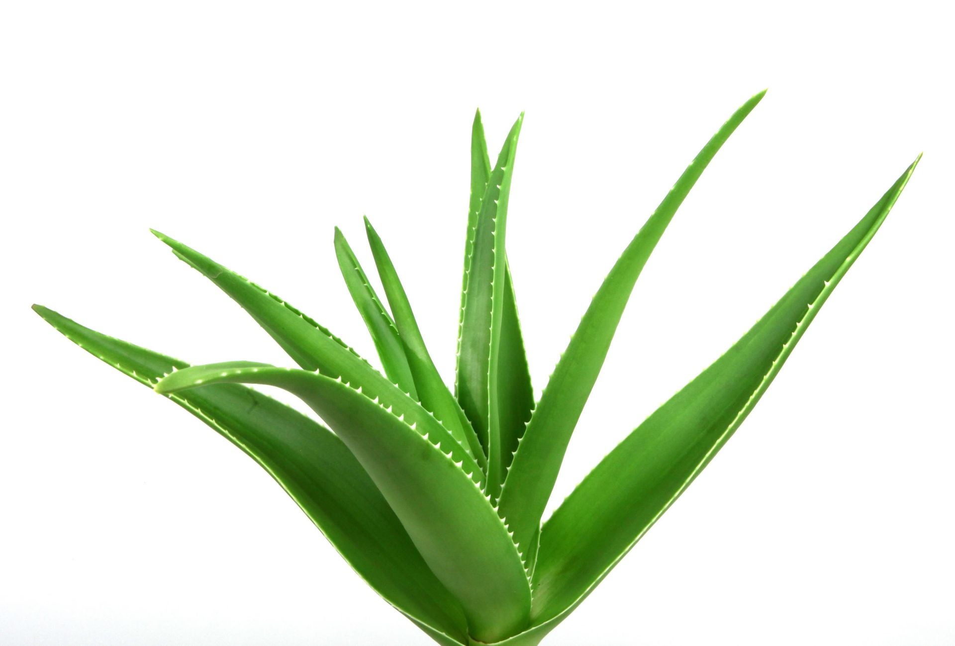 Aloe 