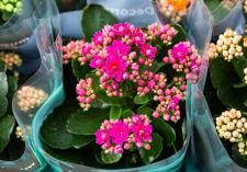 Kalanchoe