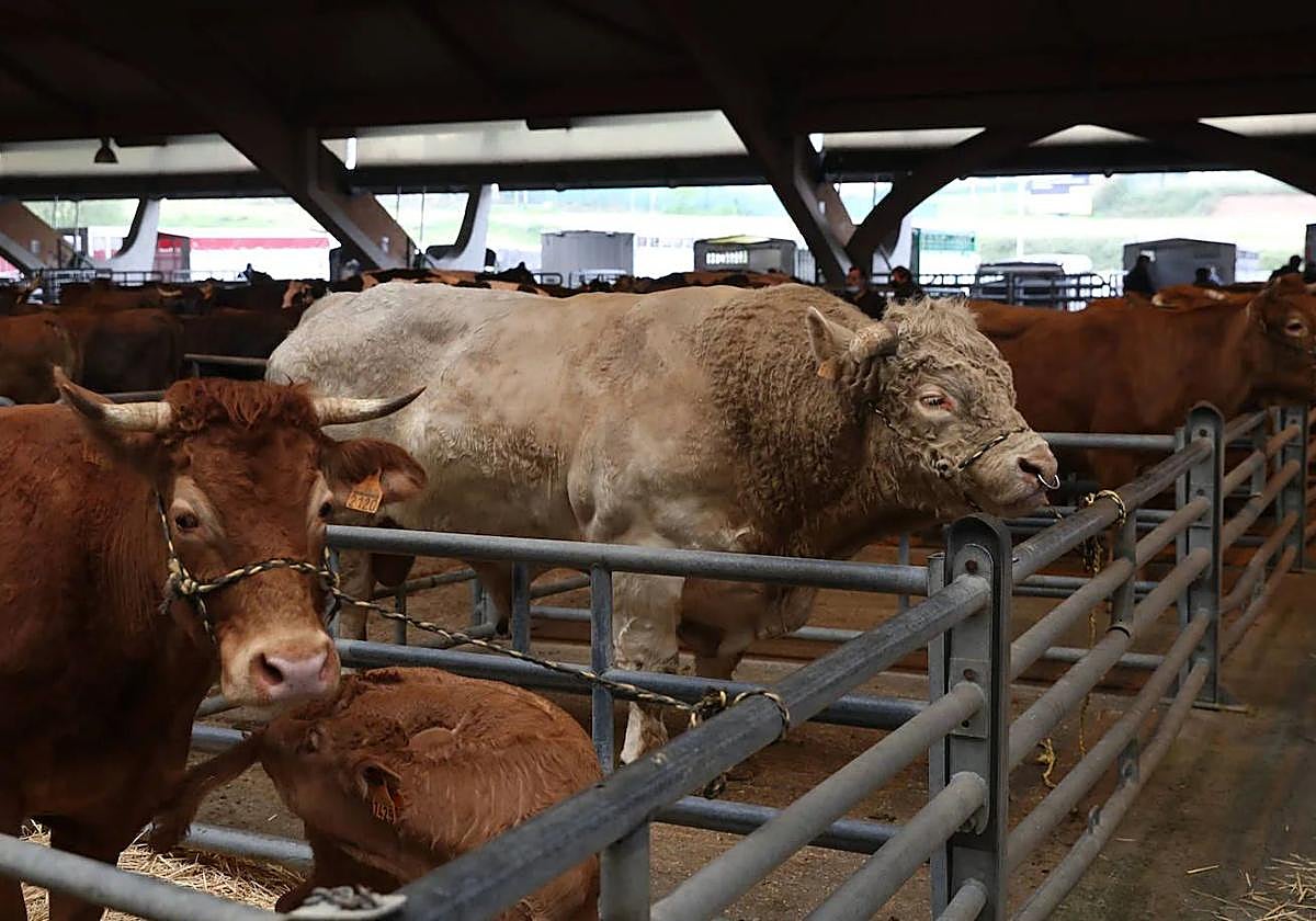 Mercado Nacional de Ganados de La Pola de Siero.