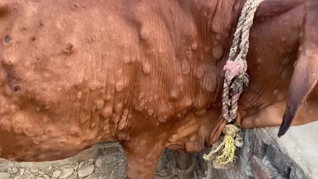 https://s3.ppllstatics.com/elcomercio/www/multimedia/2025/10/21/vaca-dermatosis-nodular2.jpg