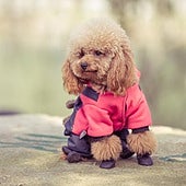 Un perro bien preparado para el invierno.