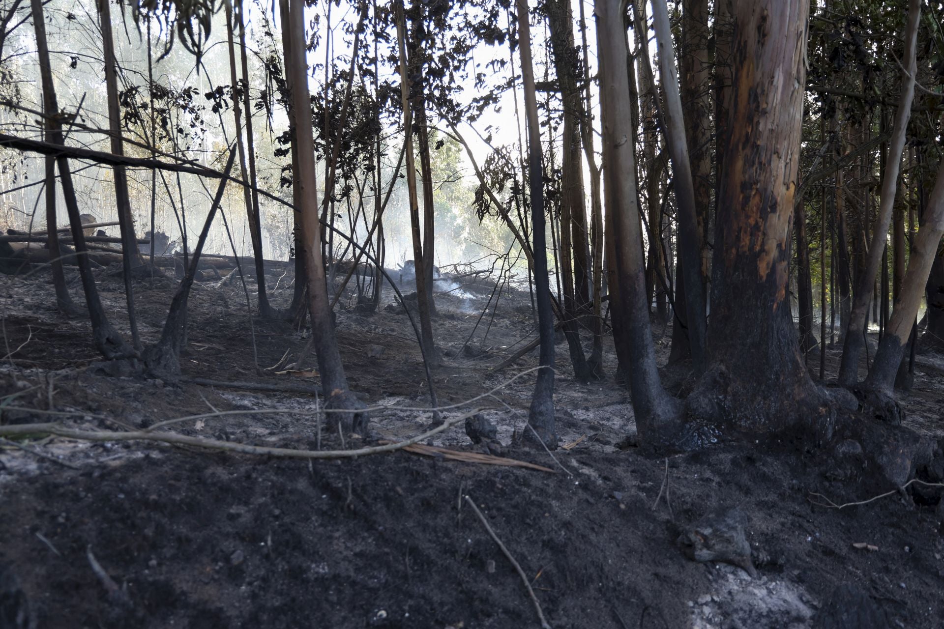 Así amaneció el Monte Areo, en Gijón: las desoladoras imágenes que deja el incendio