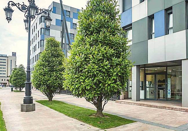 Oficina de Oviedo en Avenida Fundación Príncipe de Asturias, 12. Edificio La Losa