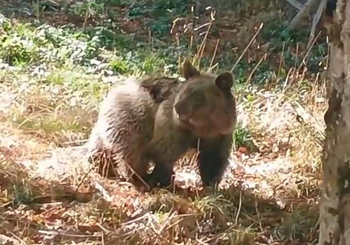 Liberan a la osezna &#039;Alba&#039;: su nueva casa, una zona poco poblada y con abundante alimento