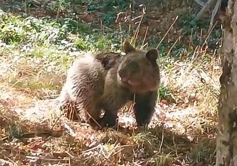 La osezna 'Alba', liberada este sábado.