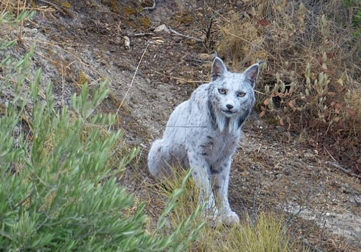 El lince ibérico blanco fotografiado en las sierras de Jaén.