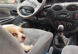Un perro, en el asiento de un coche aparcado.