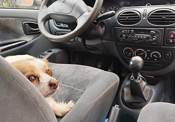 Un perro, en el asiento de un coche aparcado.
