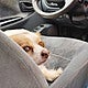 Un perro, en el asiento de un coche aparcado.