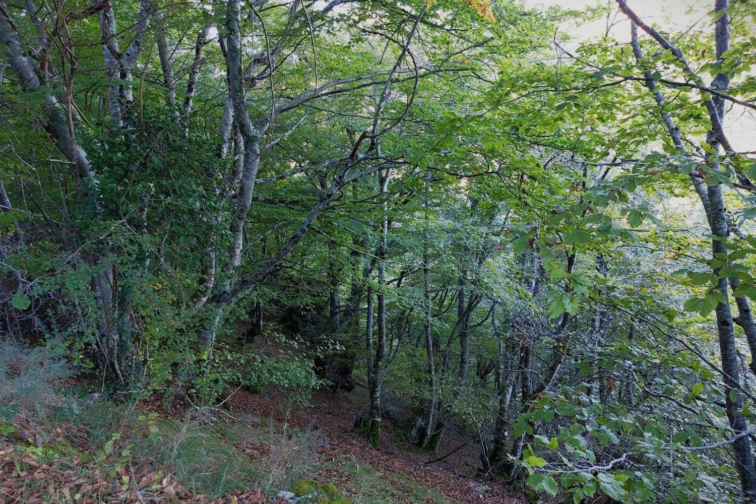 Imagen principal - Detalles de elemantos que se van encontrando en la senda, más allá de las amplias vistas cumbreras.