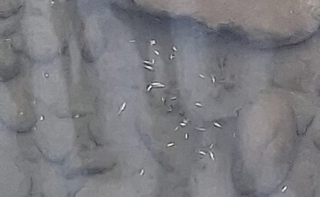 Detalle de truchas muertas en el agua.