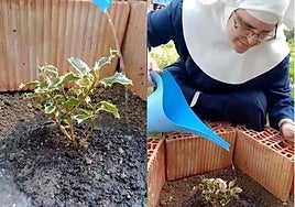 El primer acebo plantado para su apadrinamiento.