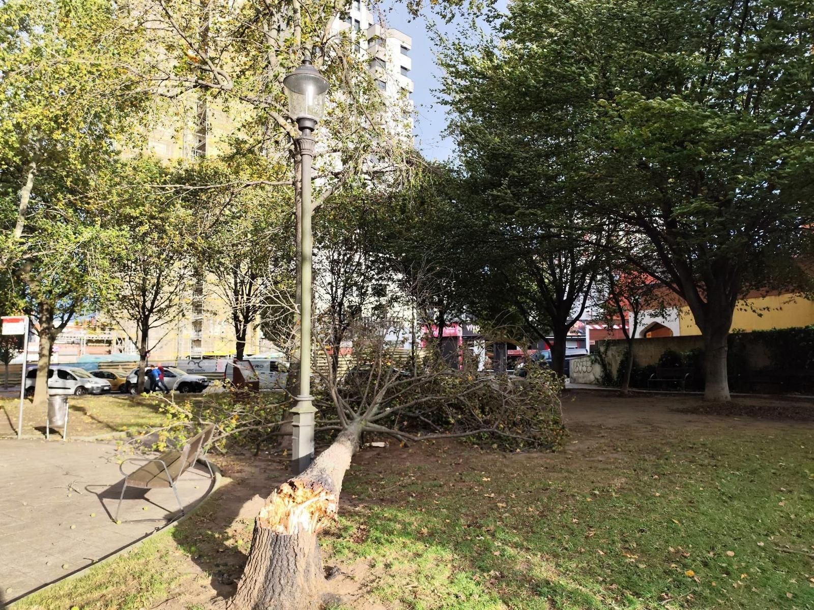 Los estragos del viento en Gijón, en imágenes