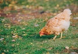Medidas en Asturias contra la gripe aviar: prohibido criar aves de corral al aire libre en ocho concejos