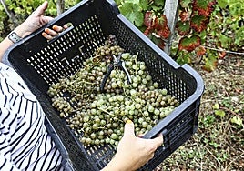 El vino necesita nuevas manos