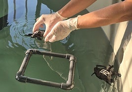Dos de las crías de tortuga boba procedentes de Murcia y que estos días se recuperan en el Bioparc Acuario de Gijón.