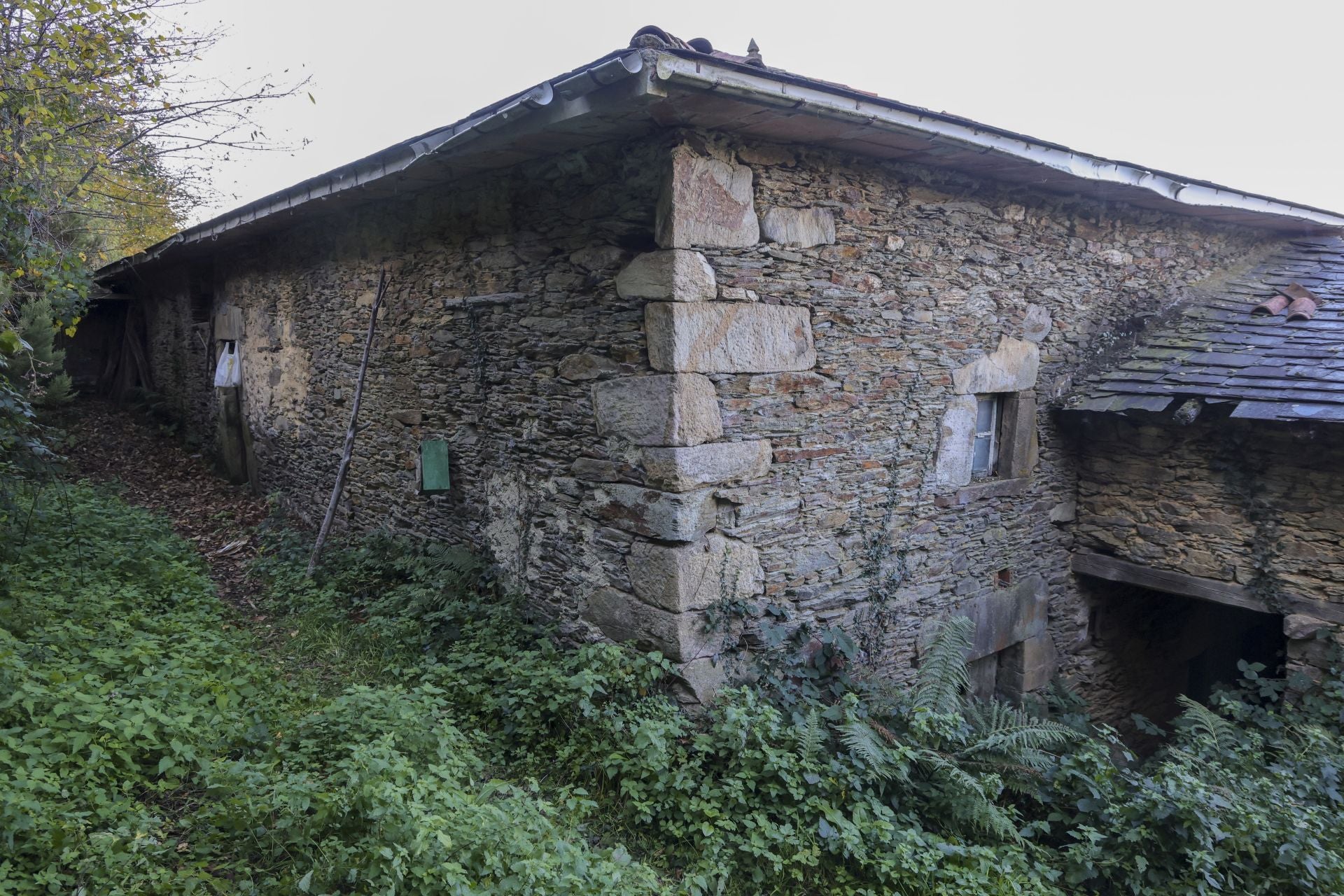 Tomasín, en paradero desconocido: las imágenes de la búsqueda en Tineo