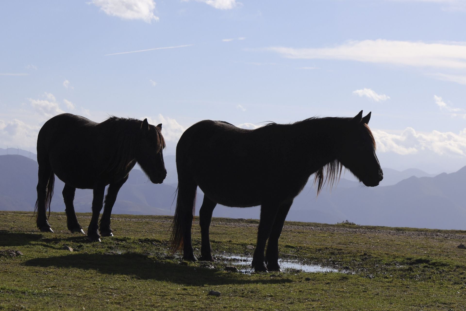 Tomasín, en paradero desconocido: las imágenes de la búsqueda en Tineo