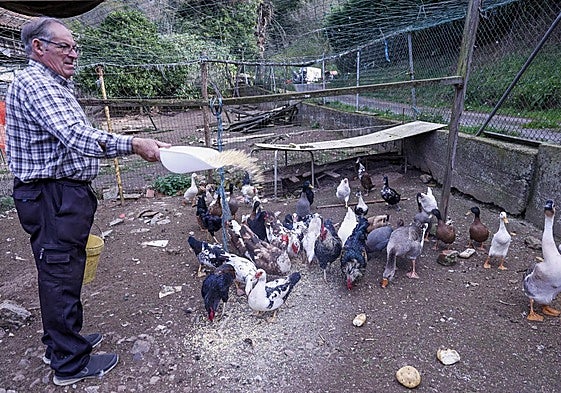 Emilio Martínez en su granja, en Carreno, donde tiene confinadas a sus aves.