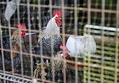 Es oficial: primera persona en el mundo que muere tras contraer gripe aviar H5N5