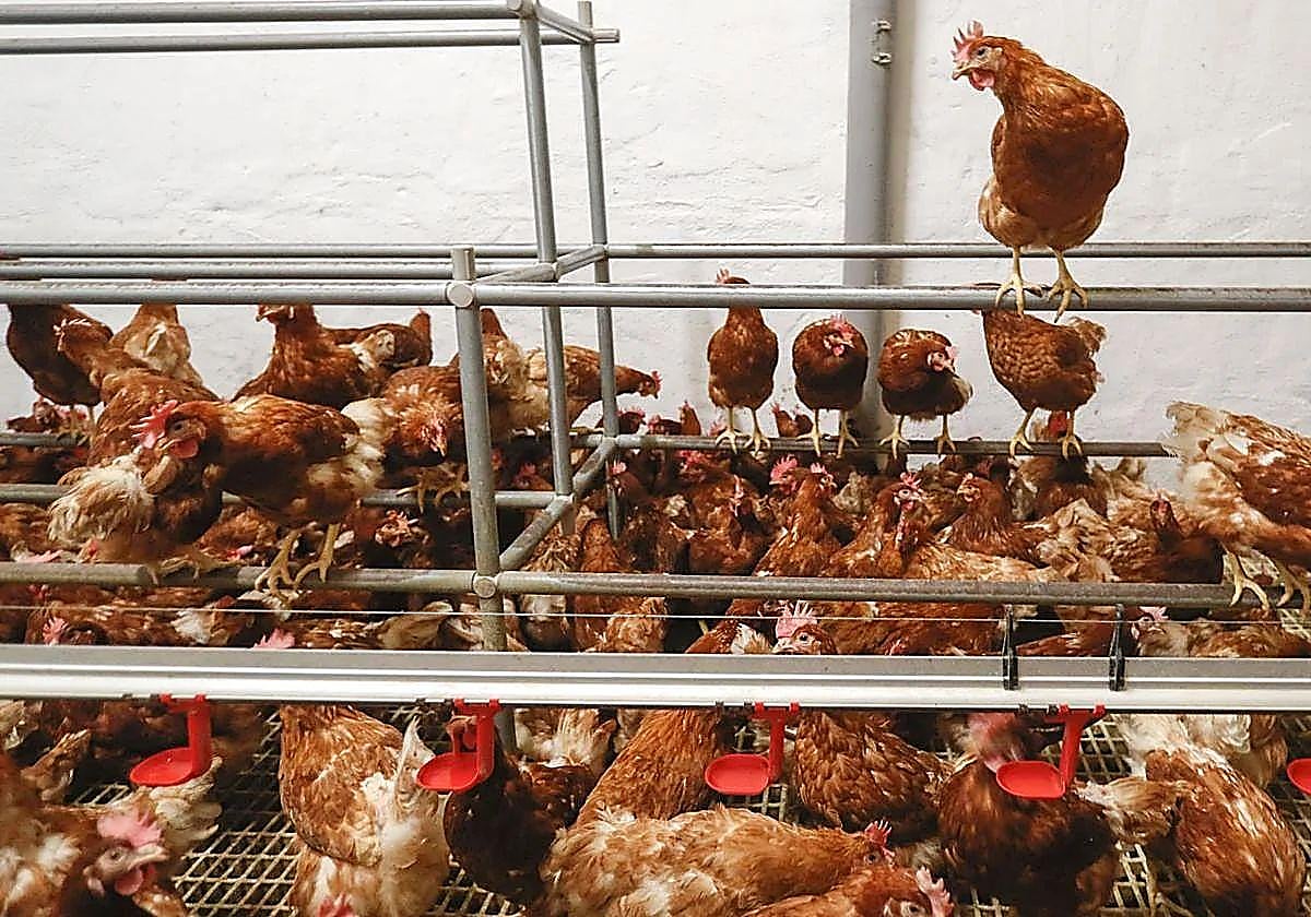 Gripe aviar: cuáles son sus síntomas y cómo podría contagiarse