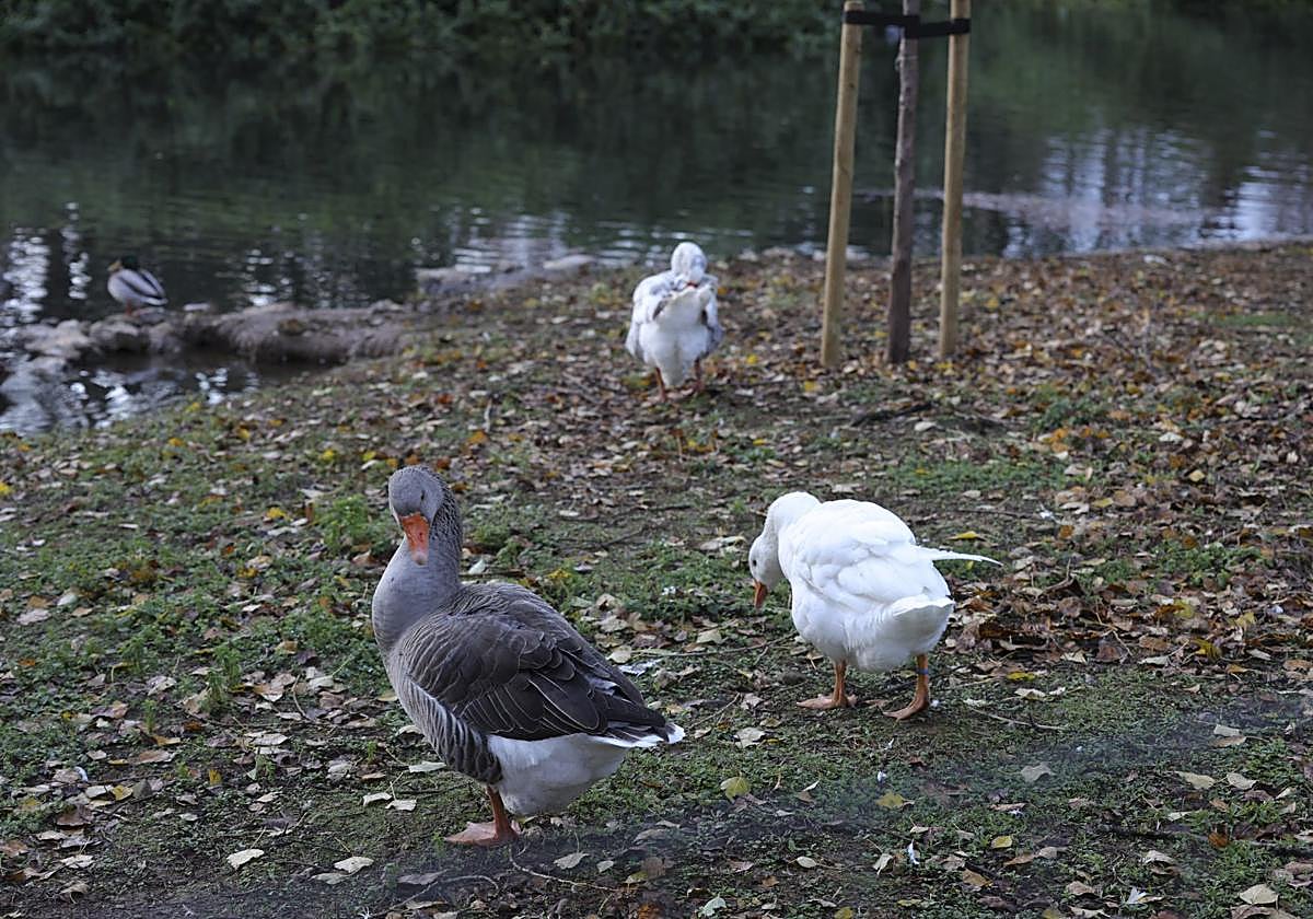 Aves en el parque de Isabel la Católica de Gijón.