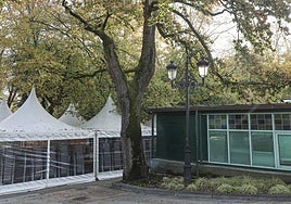 El árbol más antiguo del Campo San Francisco, arrinconado entre el Pavo real y las carpas del 'Winter Garden'.