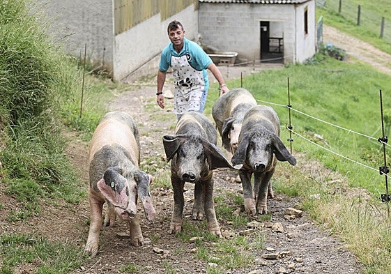 Moisés Noval está al frente de los criadores de gochu asturcelta.
