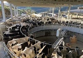 Robot de ordeño en la ganadería Concello, en el municipio de Coaña.