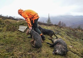 Advertencia a los cazadores: no tocar jabalíes muertos, cubrirlos con una lona y dar la voz de alarma