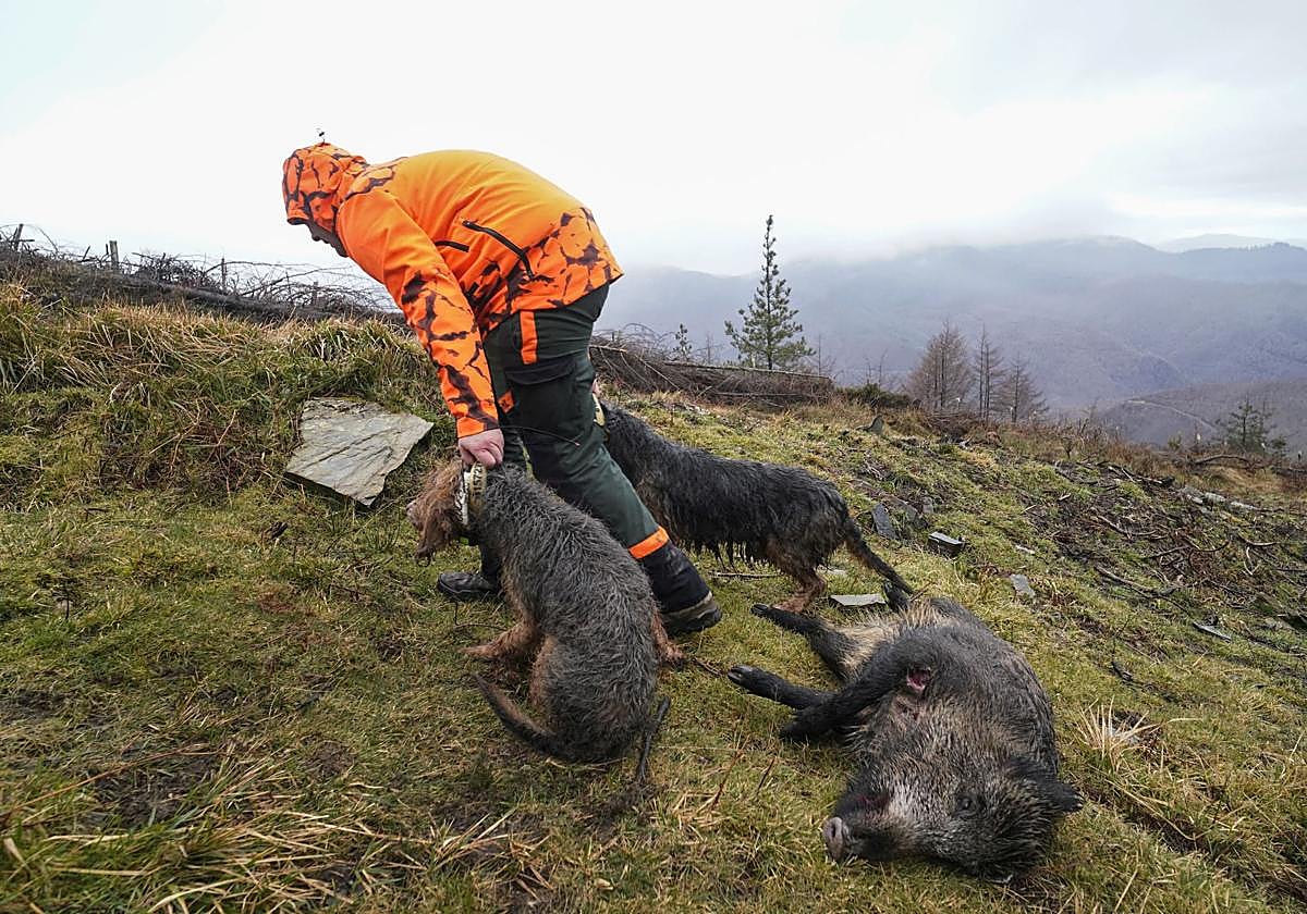 Advertencia a los cazadores: no tocar jabalíes muertos, cubrirlos con una lona y dar la voz de alarma