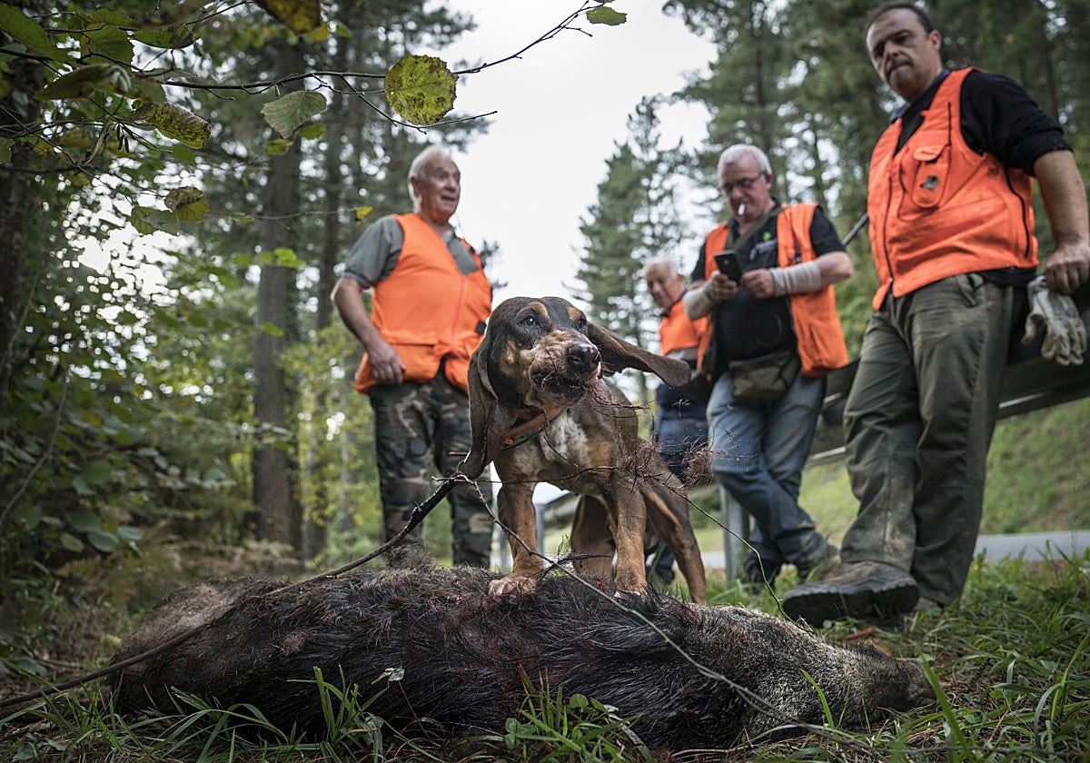 Un jabalí recién abatido.