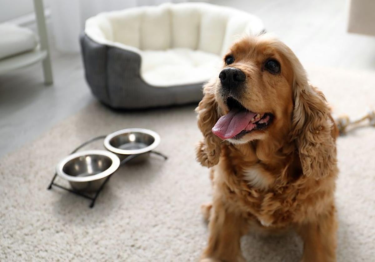 Un perro en una habitación junto a su comedero, bebedero y una cama adaptada para mascotas.