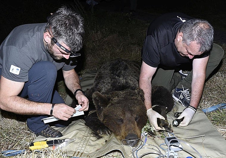 'Saladín', 'Clara', 'Matín'... los osos que han traído de cabeza al Principado este año