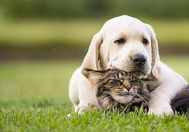 Susana Alfageme, abogada: «Los Reyes Magos lo saben: una mascota no es un juguete, es una vida»