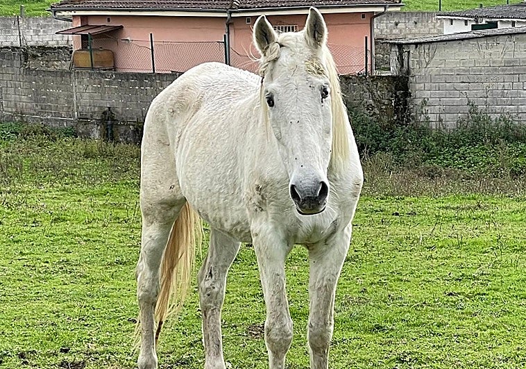 El caballo ciego 'Doce' buscará su hogar entre Villaviciosa y Pola de Siero