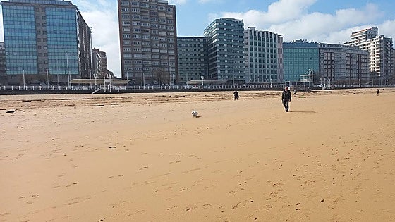 El Principado de Asturias aclara que la decisión del acceso de perros a las playas de Gijón es municipal