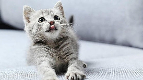 Los gatos irán a la escuela en Grado: un plan pionero para educar en bienestar animal